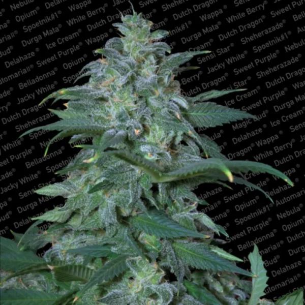 Magic Bud Fem.