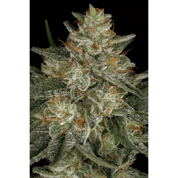 Dutch Kush Fem