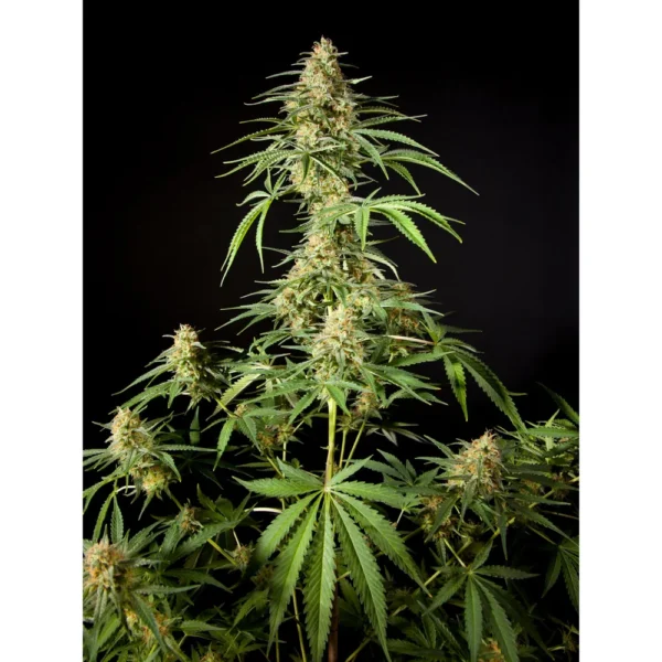 Philo Skunk Fem