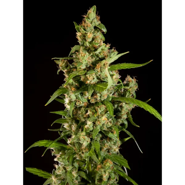 Jamaican Blueberry BX Reg