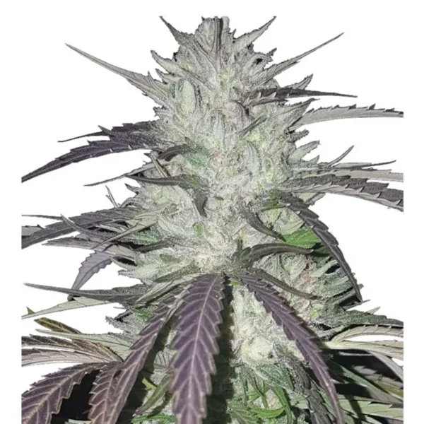 Zombie Kush Fem