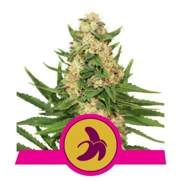 Fat Banana USA Premium Fem