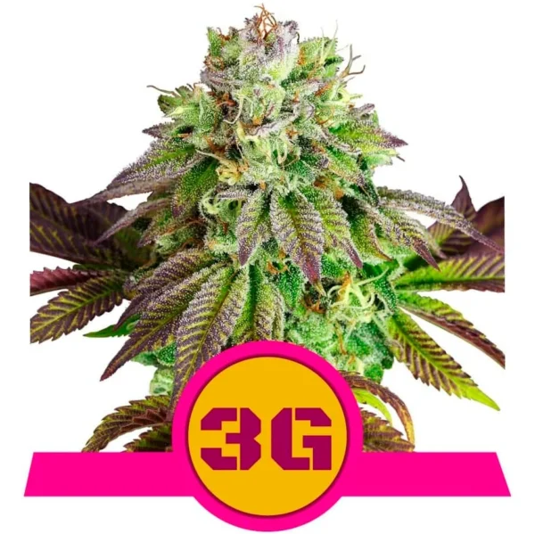 Triple G USA Premium Fem