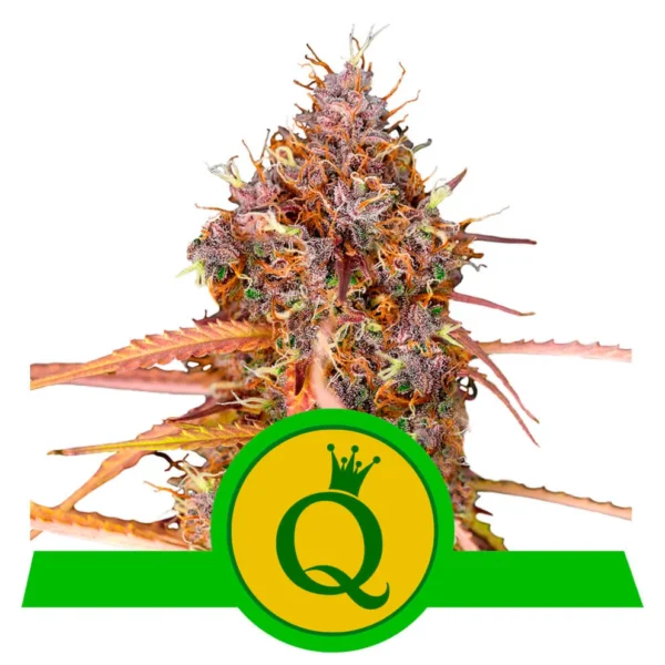 Purple Queen Auto USA Premium