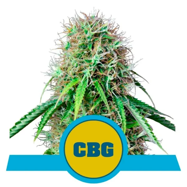 Royal CBG Auto CBD