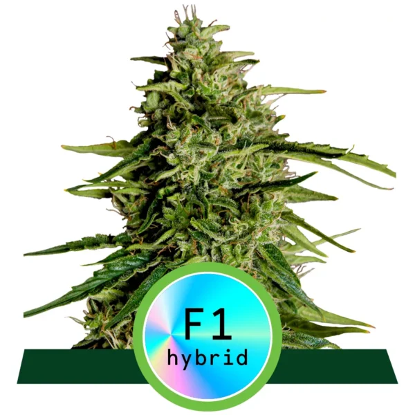 Milky Way F1 Auto