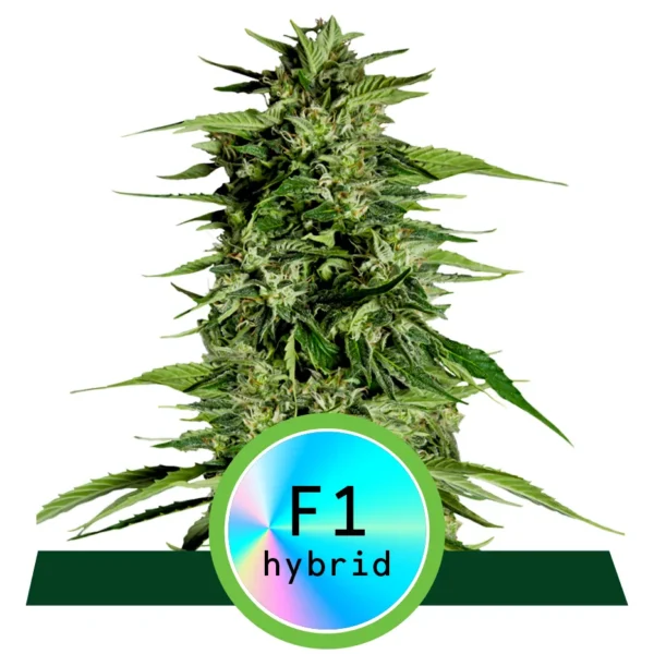 Hyperion F1 Auto