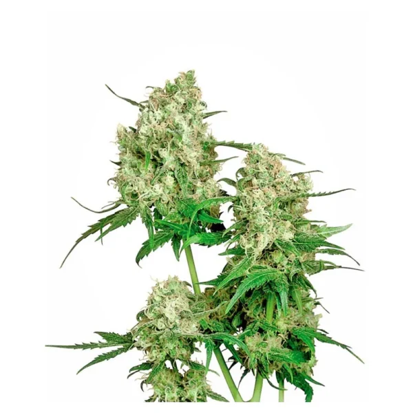 Maple Leaf Indica 10Und Reg.