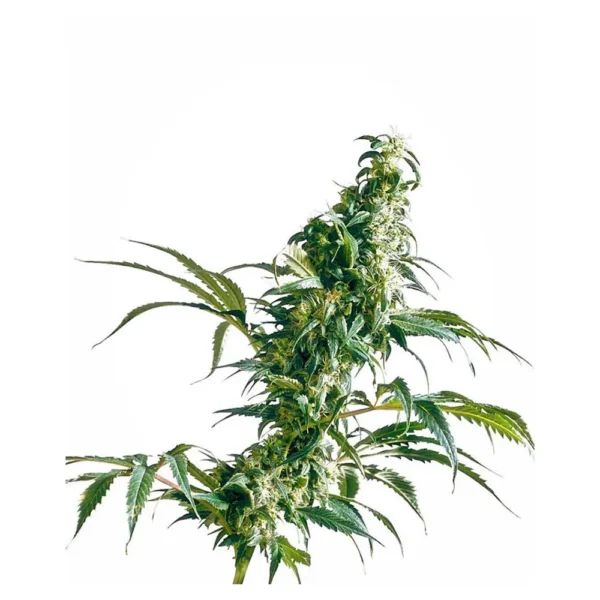 Mexican Sativa 10Und Reg.