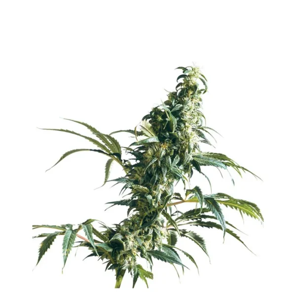 Mexican Sativa Fem