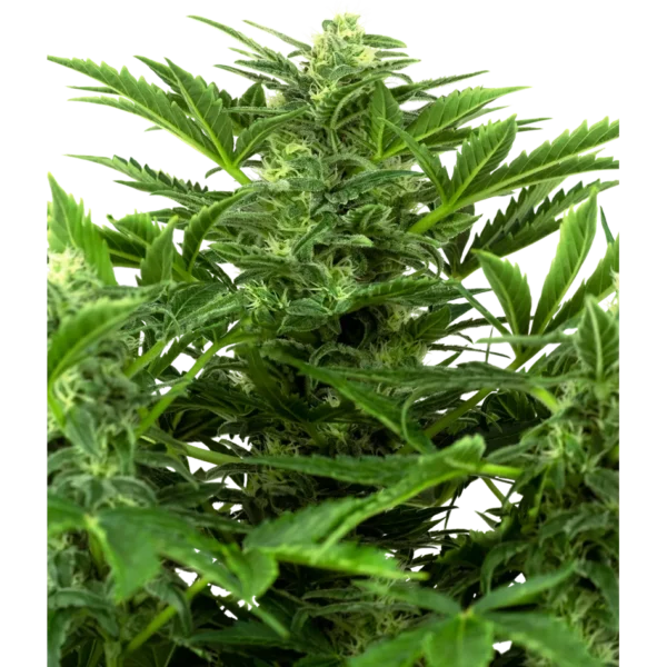 Mandarine Punch Auto