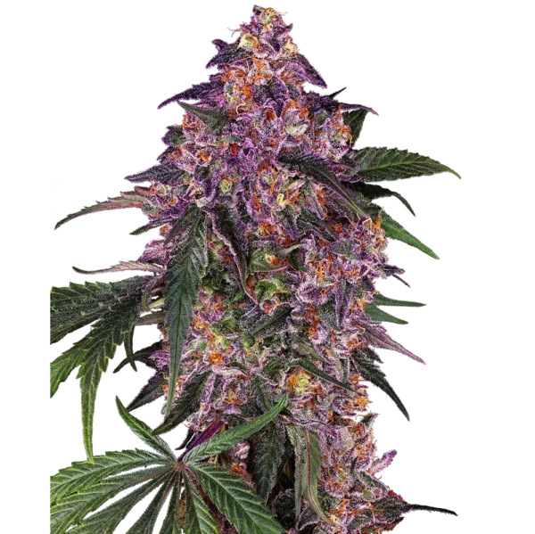 Sensi Purple Kush Fem