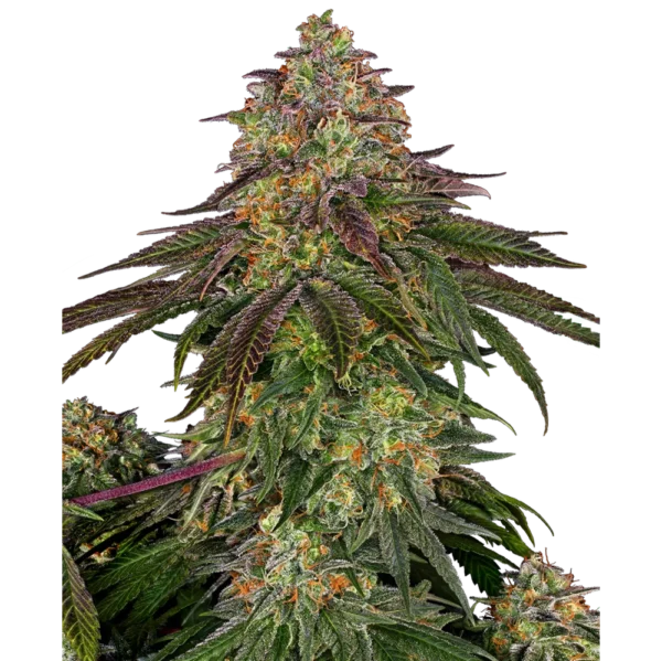 Sweet Cherry Kush Fem