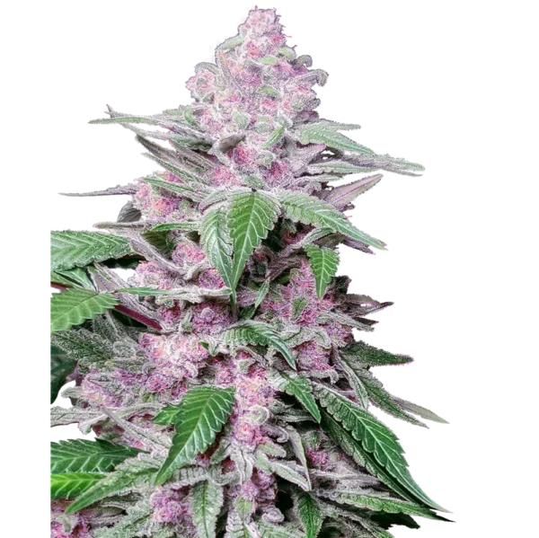 Purple Cookie Kush Fem