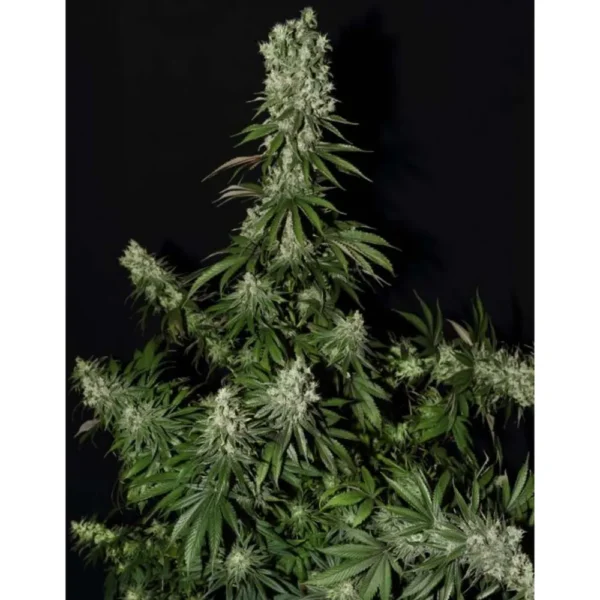 White Strawberry Skunk Fem