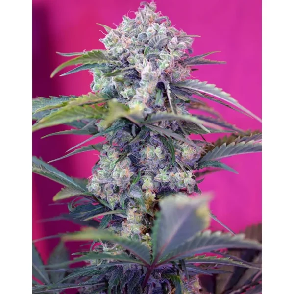 Auto Cream Mandarine