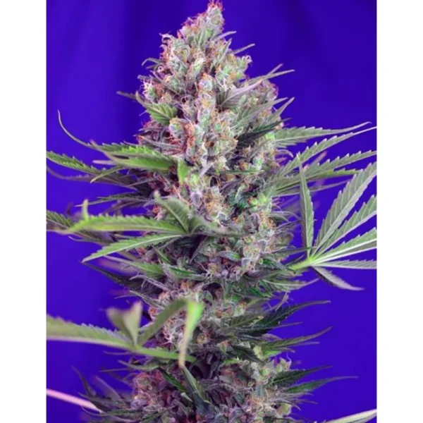 Cream Mandarine Fast Version Fem