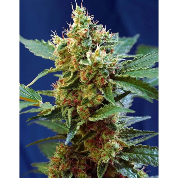 Auto Cream Mandarine XL