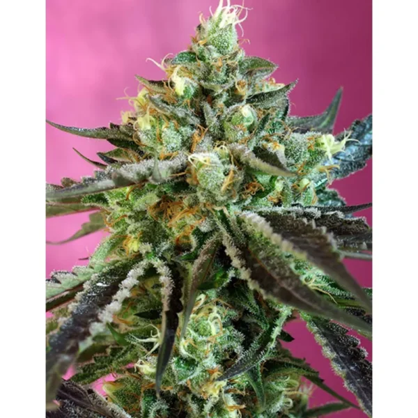 Auto Sweet Nurse CBD