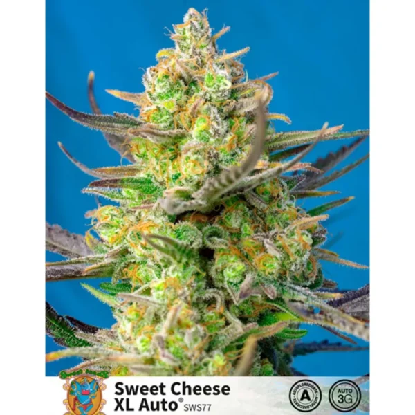 Auto Sweet Cheese XL