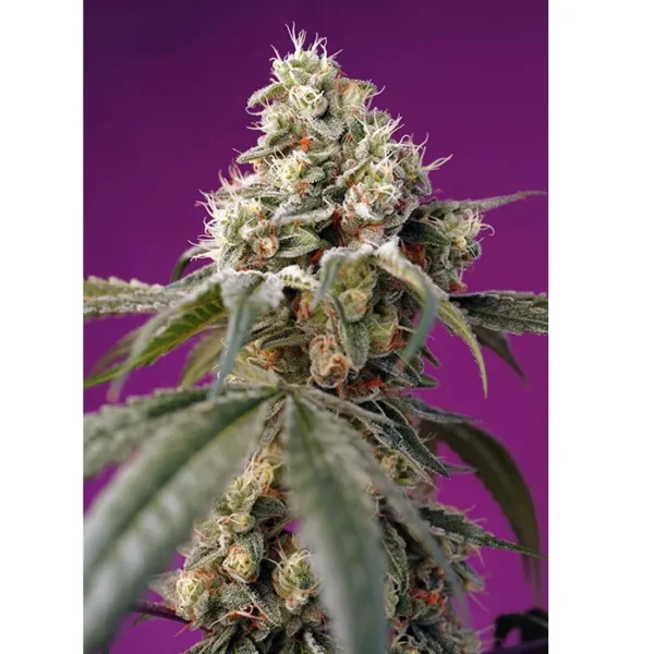 Auto Bruce Banner