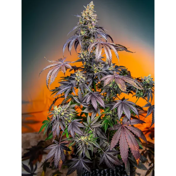 Auto Red Gorilla Girl XL