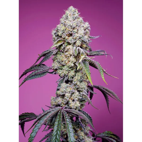 Sweet Mandarine Zkittlez Fast Version Fem