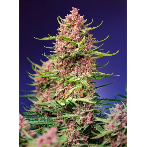 Strawberry Cola Sherbet Fast Version Fem