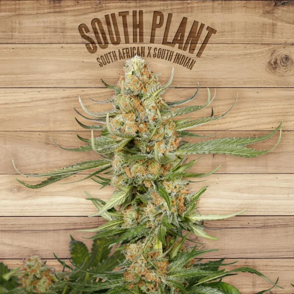 South Plant