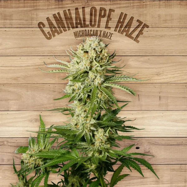 Cannalope Haze