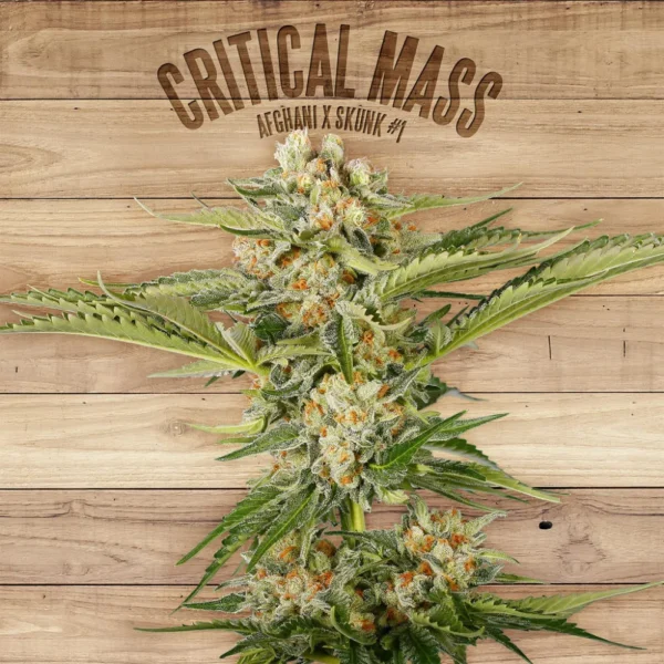 Critical Mass