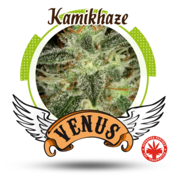 Kamikhaze Fem.