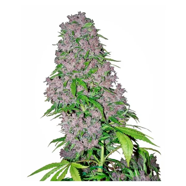 Purple Bud Fem