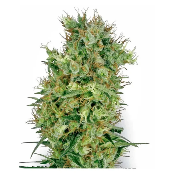 California Orange Bud 10Und Reg.