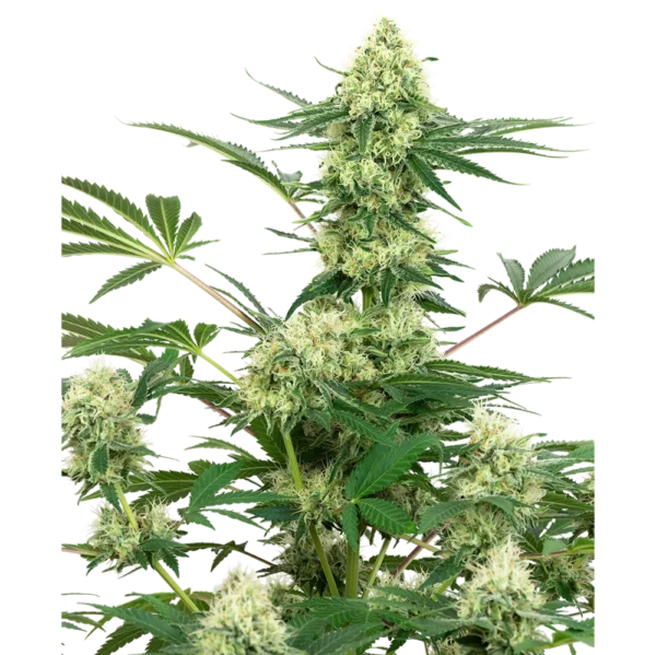 White Cheese Fem