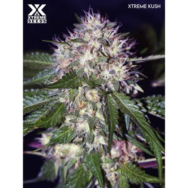 Xtreme Kush Fem