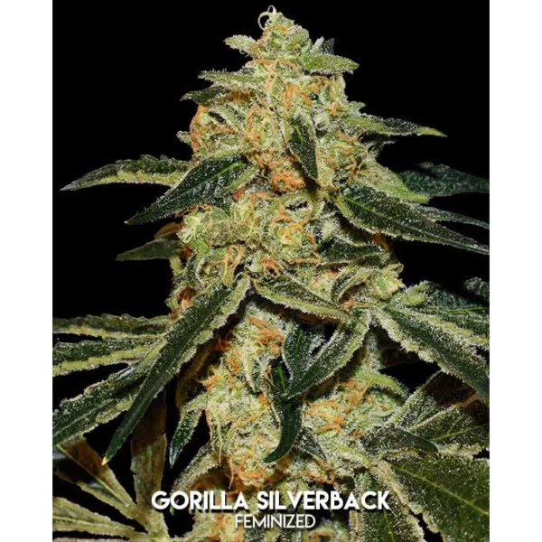 Gorilla Silverback Fem