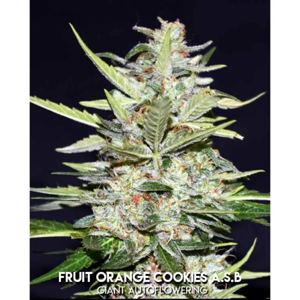 Fruit Orange Cookies ASB Auto